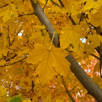 Acer miyabei - 'State Street®' Miyabe Maple