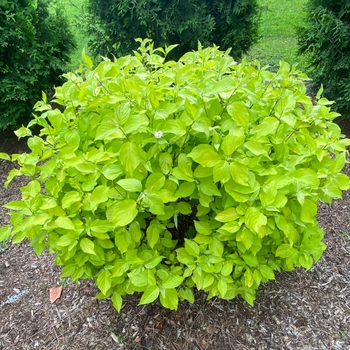 Cornus alba - 'Neon Burst™' Dogwood