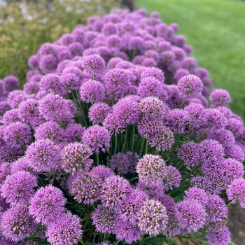 Allium - 'Serendipity' Ornamental Onion