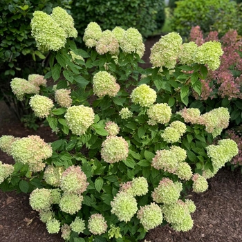 Hydrangea paniculata - 'Little Lime®' Panicle Hydrangea