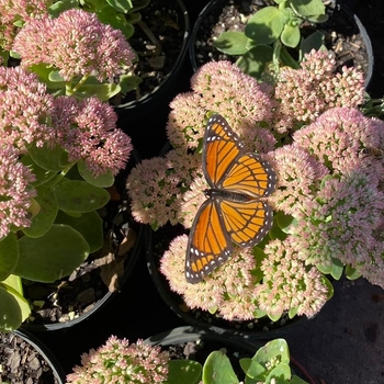 Sedum spectabile - 'Autumn Joy' Stonecrop