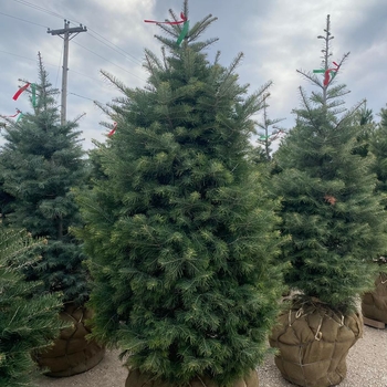 Abies concolor - Concolor Fir