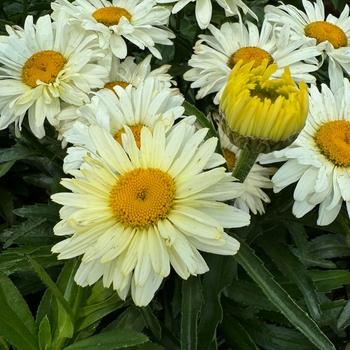 Leucanthemum x superbum (Shasta Daisy) - Amazing Daisies® 'Banana Cream II'