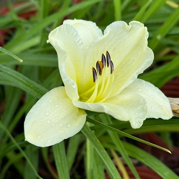 Hemerocallis - 'Sunday Gloves' Daylily