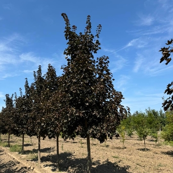 Acer platanoides - 'Crimson King' Norway Maple