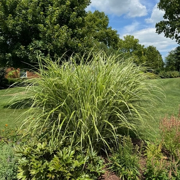 Miscanthus sinensis - 'Variegatus' Maiden Grass