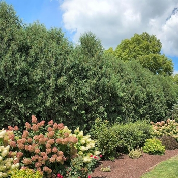 Thuja occidentalis - 'Techny (Mission)' Arborvitae