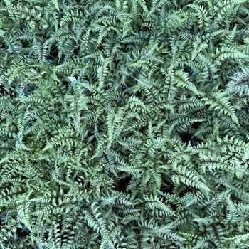 Athyrium niponicum - 'Crested Surf' Japanese Painted Fern