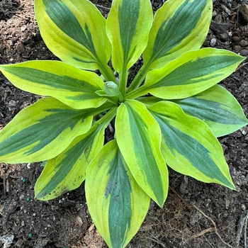 Hosta - 'Glad Rags' Hosta, Plantain Lily