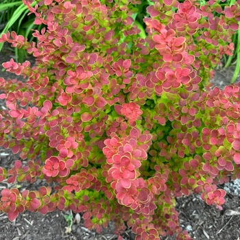 Berberis thunbergii - 'Sunjoy Tangelo®' Barberry