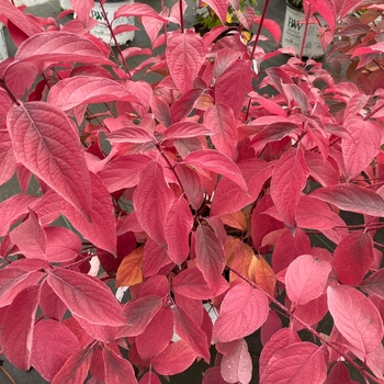 Cornus stolonifera - ''Arctic Fire® Red'' Red-Osier Dogwood