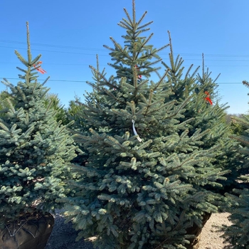 Picea pungens var. glauca - Colorado Blue Spruce