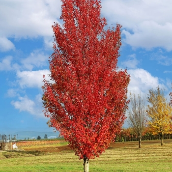 Acer rubrum '‘WW Warren’' - Red Sentinel® Maple