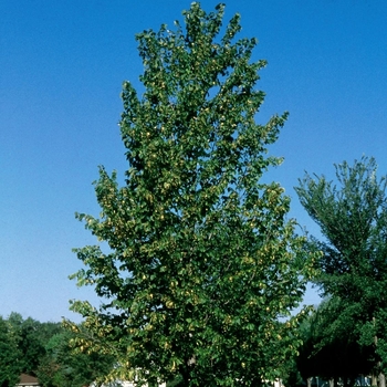 Tilia americana - 'Frontyard®' Linden