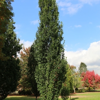 Quercus robur x alba - 'Skinny Genes®' Oak