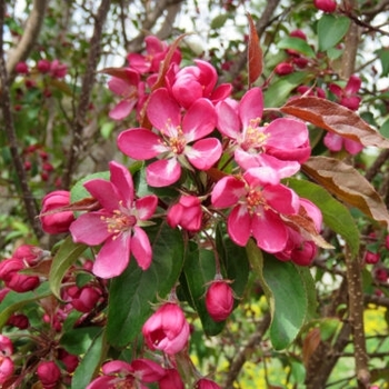 Malus - Courageous™ Crabapple