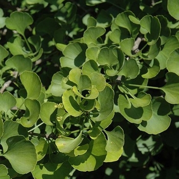 Ginkgo biloba ''Jade Butterfly'' - Jade Butterfly Ginkgo
