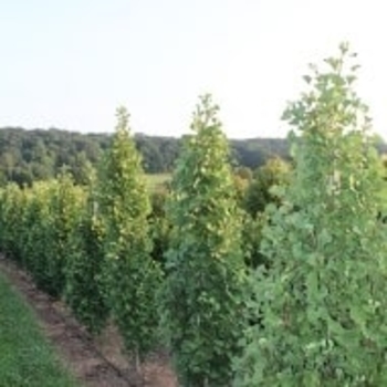 Ginkgo biloba '‘Folkert’s Select’' - ‘Folkert’s Select’ Dwarf Ginkgo