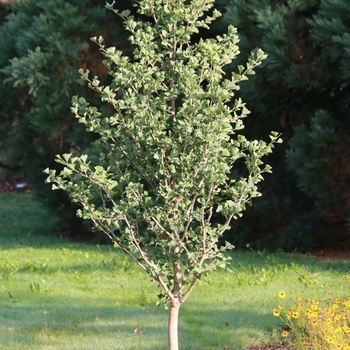 Ginkgo biloba - Goldspire™