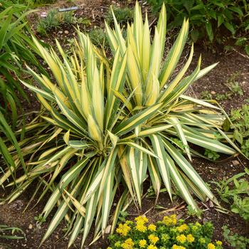 Yucca filamentosa - 'Golden Sword' Adam's Needle