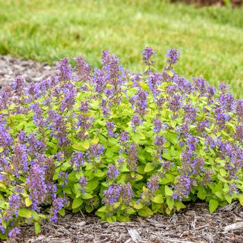 Nepeta - 'Lemon Purrfection' Catmint