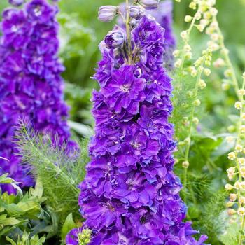 Delphinium x hybridus - Delgenius™ 'Kingsley'