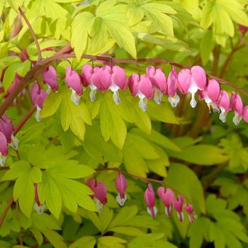 Dicentra spectabilis - 'Gold Heart' Bleeding Heart