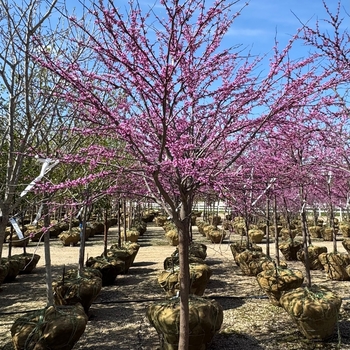 Cercis canadensis - Eastern Redbud
