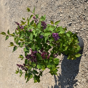 Syringa x hyacinthiflora - 'Pocahontas' Lilac
