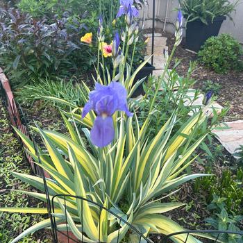 Iris pallida 'Aureovariegata' - Variegated Sweet Iris