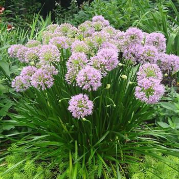 Allium lusitanicum - 'Summer Beauty' Ornamental Onion
