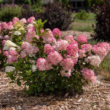 Hydrangea paniculata - Spring Sizzle&trade; Panicle Hydrangea