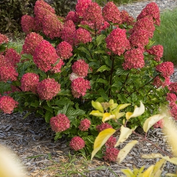 Hydrangea paniculata ''Bailpanthree' ' - Spring Sizzle® Hydrangea