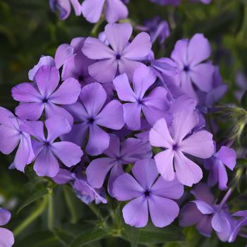Phlox - Candy Cloud&trade; Blue