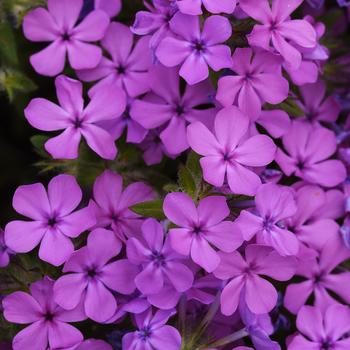 Phlox - Candy Cloud&trade; Pink