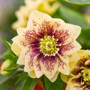 Helleborus (Lenten Rose) - Wedding Party&reg; 'Father of the Bride' 