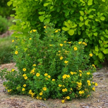 Potentilla fruticosa - Pineapple Tart&trade; Shrubby Cinquefoil