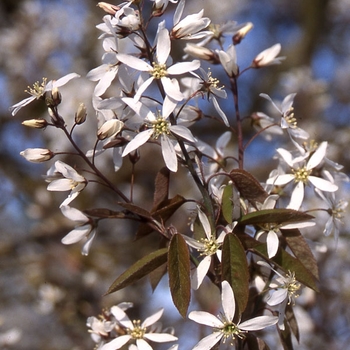 Amelanchier x grandiflora - 'Princess Diana' Serviceberry