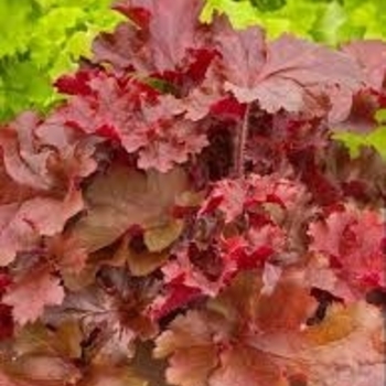 Heuchera ''Indian Summer Cherryberry'' - Indian Summer Cherryberry