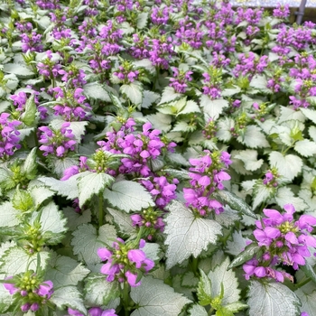 Lamium maculatum - 'Ghost'