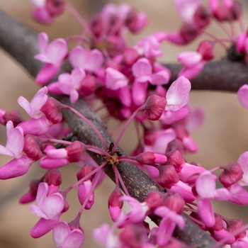 Cercis canadensis - Heart's Desire&trade; Redbud