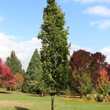 Quercus bicolor - Beacon&reg; Oak