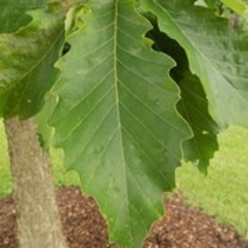 Quercus muehlenbergii - Chinkapin Oak
