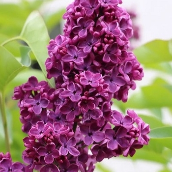 Syringa vulgaris - 'Ludwig Spaeth' Lilac