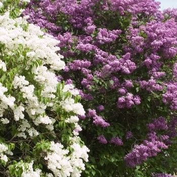 Syringa x hyacinthiflora - 'Pocahontas' Lilac