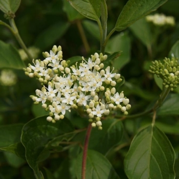Cornus sericea - ''Cardinal'' Red-Osier Dogwood