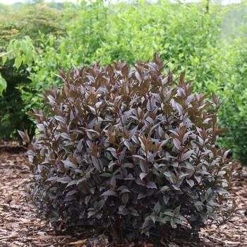 Diervilla - Kodiak Jet Black&reg;' Bush Honeysuckle