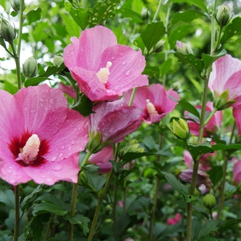 Hibiscus syriacus - 'Lil' Kim&reg; Red' Rose of Sharon