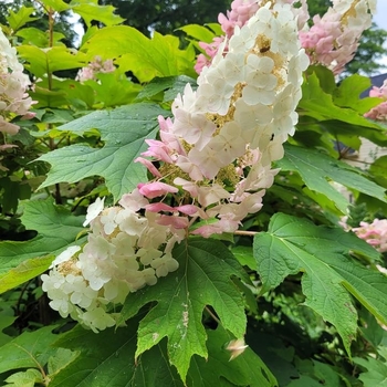 Hydrangea quercifolia - 'Alice' Oakleaf Hydrangea