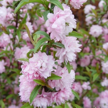 Prunus glandulosa - 'Rosea Plena' Pink Flowering Almond